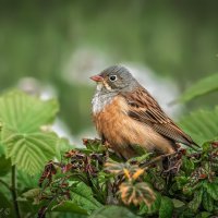 Восседающая :: Александр К. Восседающая :: Александр К.
