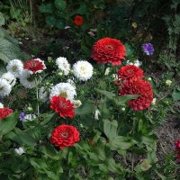 Циния и астра :: Рита Симонова