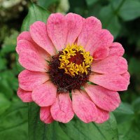 Циния :: Рита Симонова Циния :: Рита Симонова