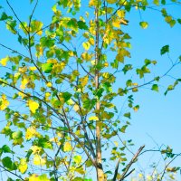 ... :: Денис Безногов