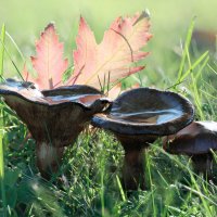 Грибная семейка :: Oleg S