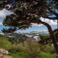 Плато Лаго-Наки летом. Адыгея. :: Дина Евсеева