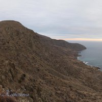 Природа Крыма :: Amazing Cosmea