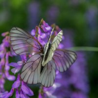 Боярышницы :: Наталья Димова