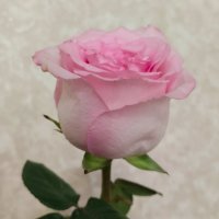 Триптих :: Галина Бобкина