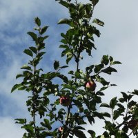 Яблонька :: Freddy 97