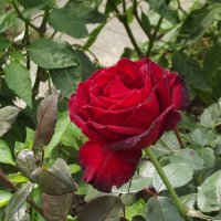 Роза :: Freddy 97 Роза :: Freddy 97