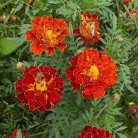 Бархатцы :: Freddy 97