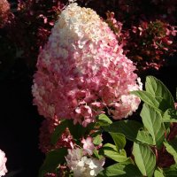 ГОРТЕНЗИЯ :: СЕРГЕЙ ФИЛОЧКИН