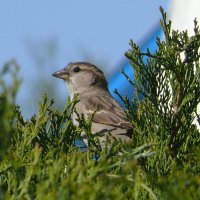 Воробей домовый :: Елена Елена