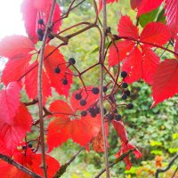 Дорога к Андреевскому лугу/ Почти виноградные заросли :: Евгений Дорога к Андреевскому лугу/ Почти виноградные заросли :: Евгений