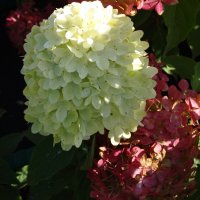 ГОРТЕНЗИЯ :: СЕРГЕЙ ФИЛОЧКИН