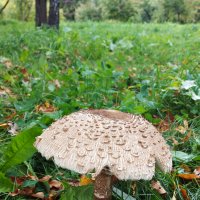 Гриб зонтик пёстрый. :: Владимир Безбородов