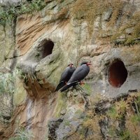 Пещерные жители... :: Николай Гирш