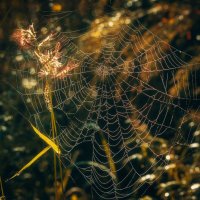 *** :: Виктор Иванович Чернюк