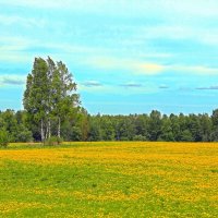 Одуванчиковая поляна. :: Андрей Андреев Андреев