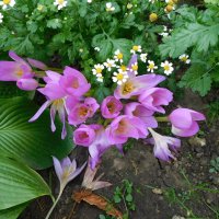 Безвременник осенний :: Наиля 