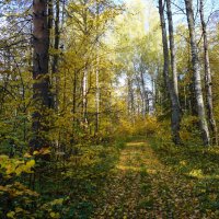 Осенний лес :: Сергей Ц