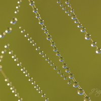 *** :: Елена Kазак (selena1965) *** :: Елена Kазак (selena1965)