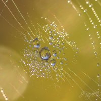 *** :: Елена Kазак (selena1965)