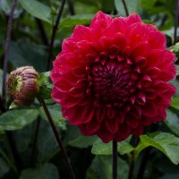 Начало и расцвет :: Регина Начало и расцвет :: Регина