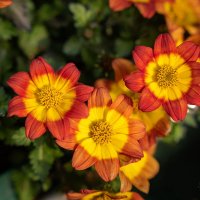 *** :: Николай Гирш