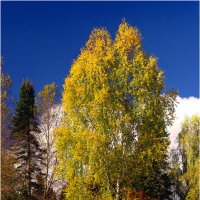 Осенний этюд :: Валентин Котляров