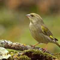 Девчушка зеленушка :: Вячеслав Минаев