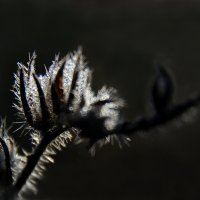 *** :: Надежда Куркина 