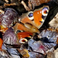 Из сегодняшней съёмки 3 :: Александр Прокудин