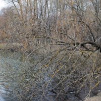 Щучий пруд :: Игорь Белоногов