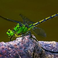 Стрекоза :: Aleksey Afonin Стрекоза :: Aleksey Afonin
