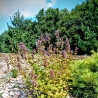 Прогулка по зоопарку :: Veera V Прогулка по зоопарку :: Veera V