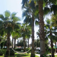 природа :: марта Камушкина