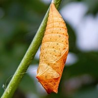 Чья-то куколка! :: Елена Хайдукова  ( Elena Fly )