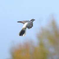 Опираясь на воздух. :: Михаил Белоусов