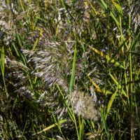 Камыш :: Анатолий Чикчирный