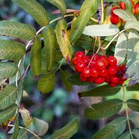 Рябиновый этюд :: Валерий Иванович Рябиновый этюд :: Валерий Иванович