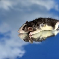 Летят перелётные мышки, летят высоко в облаках... )) :: Владимир Хиль Летят перелётные мышки, летят высоко в облаках... )) :: Владимир Хиль