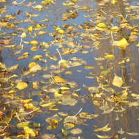 такой разный ноябрь :: Елена Шаламова