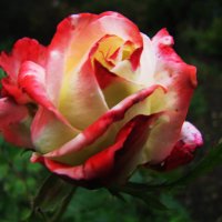 Осенняя красавица :: Людмила Смородинская Осенняя красавица :: Людмила Смородинская