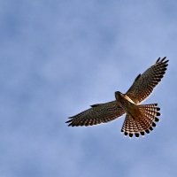 Пустельга... :: Николай Саржанов