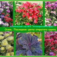 Цветы — это живопись природы. :: Ольга Довженко