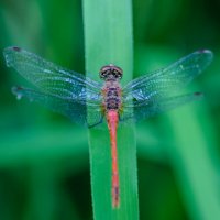 Стрекоза :: Владимир Иванович