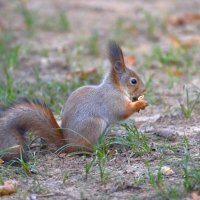 Белка :: Константин Анисимов