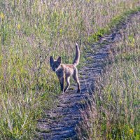 Неожиданная встреча :: Владимир Иванович