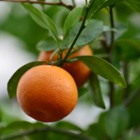 в лимонарии :: Константин Трапезников