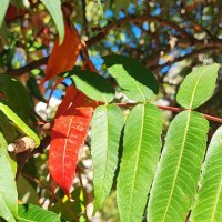 ,,, :: Сергей Тимоновский