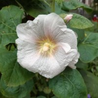 Осень в городе :: Галина Минчук Осень в городе :: Галина Минчук