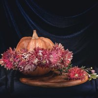 * :: Svetlana Galvez